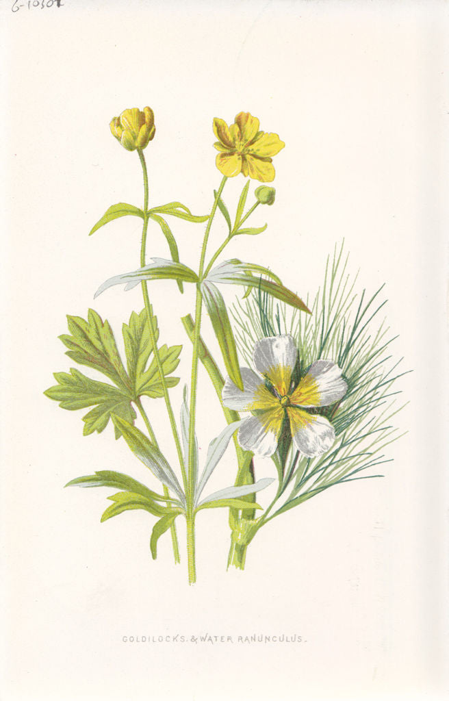 FLOWERS. Water Buttercup (Goldilocks) & Ranunculus c1895 antique print